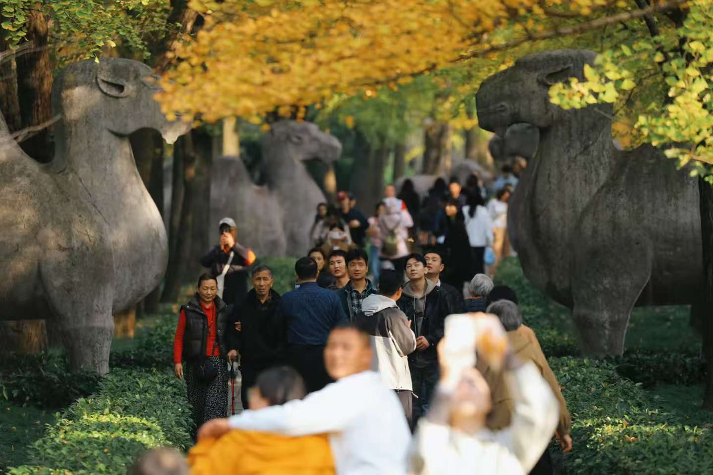 11月4日，被譽為“最美600米”的南京明孝陵石象路披上秋日盛裝，烏桕、銀杏和楓香，呈現黃、橙、紅色調交織，歷史的厚重與秋日的絢爛相映成趣，吸引游客駐足。
通訊員 徐福庚  新華日報?交匯點記者 聶偉