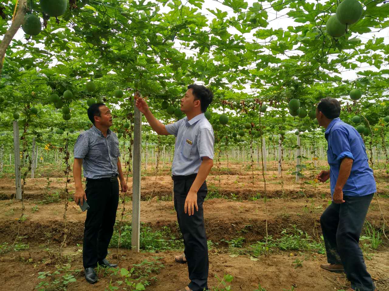 省委帮扶队员,省纪委办公厅干部宋福波察看帮扶项目瓜篓长势.