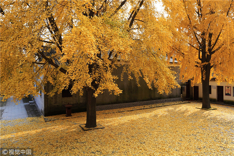 湖北襄阳:景区银杏树一片金黄 落叶遍地如金色地毯