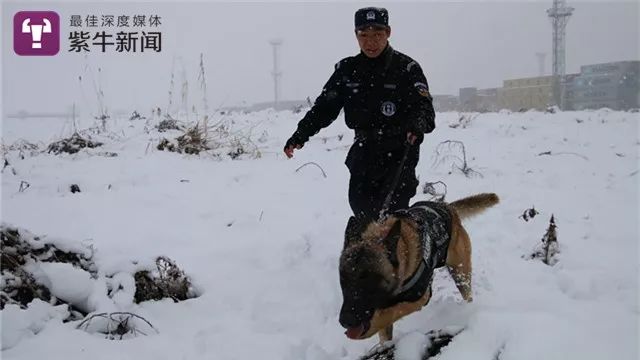 【警犬訓練時候的圖片】