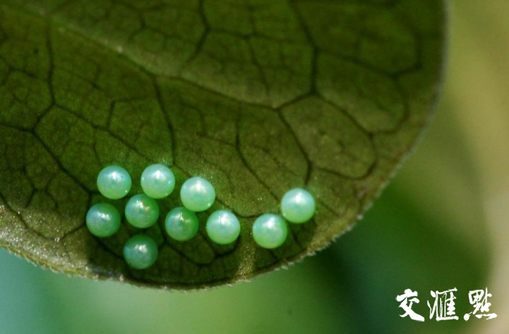中华虎凤蝶卵.张松奎 摄