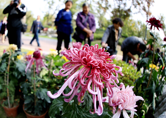 南通菊花展.新华社资料图