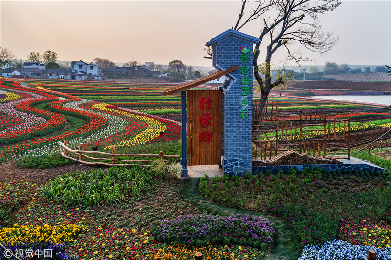 南京:徐家院村郁金香绽放吸引人