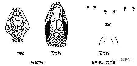 据市区部分医院急诊的粗略统计,每年扬州被毒蛇咬伤的有几十起,而伤人