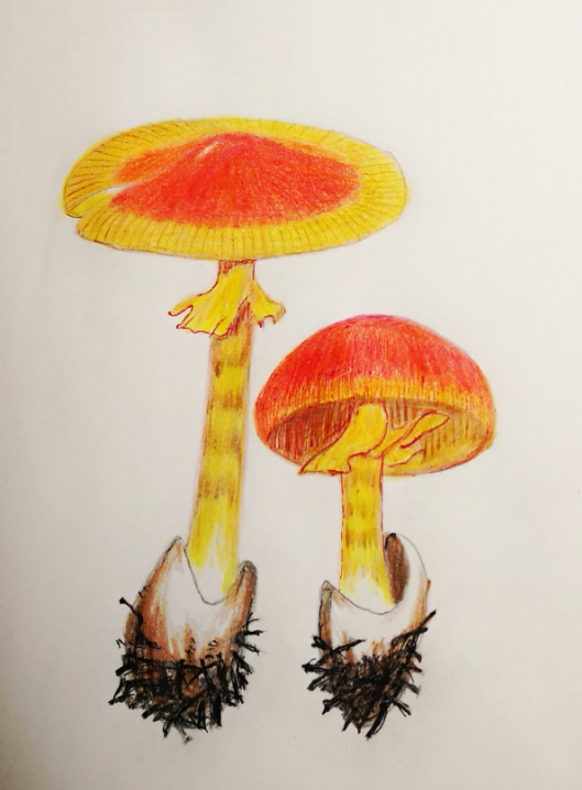 浙大老师手绘蘑菇 带你了解认知的误区
