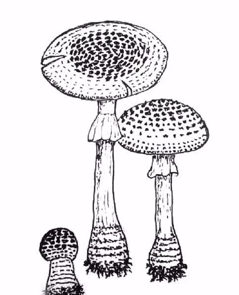 浙大老师手绘蘑菇 带你了解认知的误区