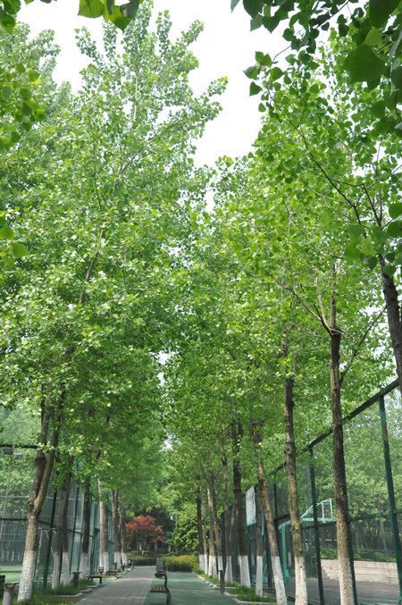 常州这些"烦人"的植物个个都"身怀绝技"