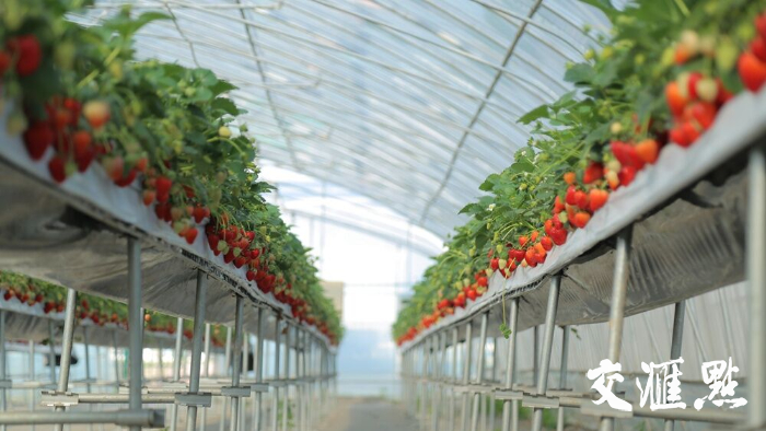 扬州建成国内首家草莓高架采苗繁苗中心