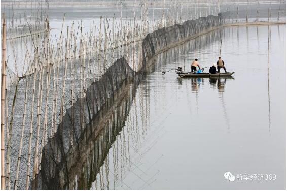 湖泊围网养蟹面积大幅压缩,今后还能吃到阳澄湖大闸蟹吗?