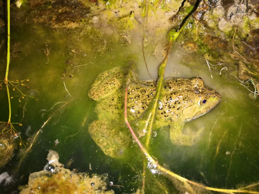 盱眙发现濒危动物野生虎纹蛙种群