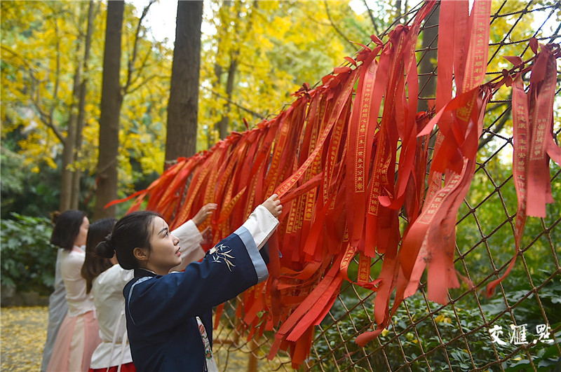 秋意浓 金陵城中最大的银杏林进入观赏佳季