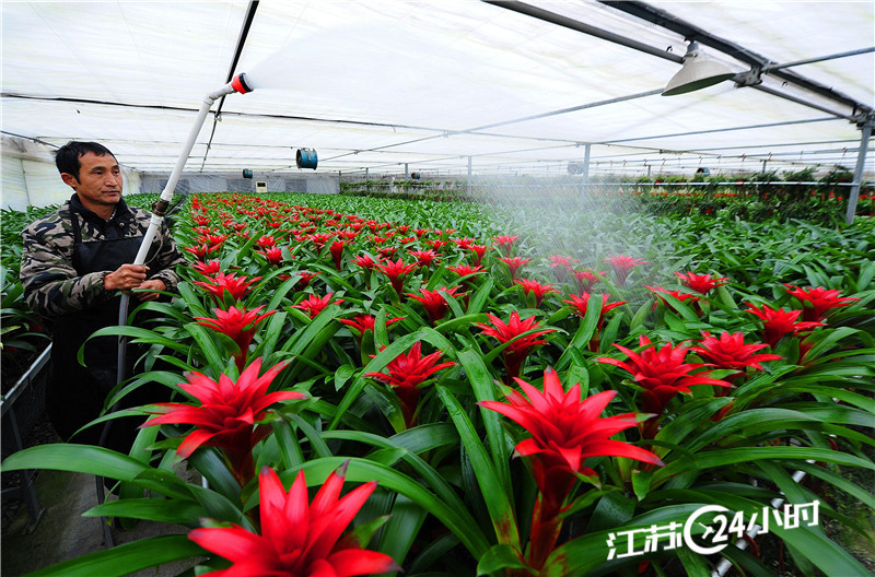 1月7日,太仓市浮桥镇,一家花卉种植基地的花农正在管理即将销往市场的