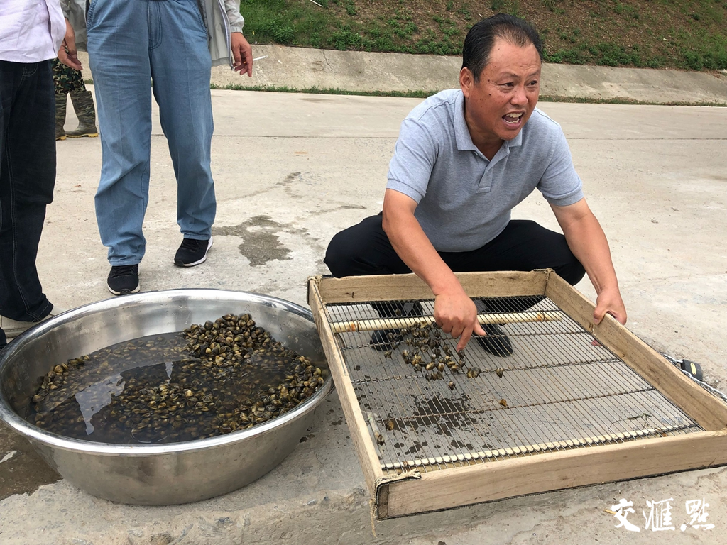 一挖一麻袋！大沽河胶州段出现大量河鲜蚬子，市民争相捕捞