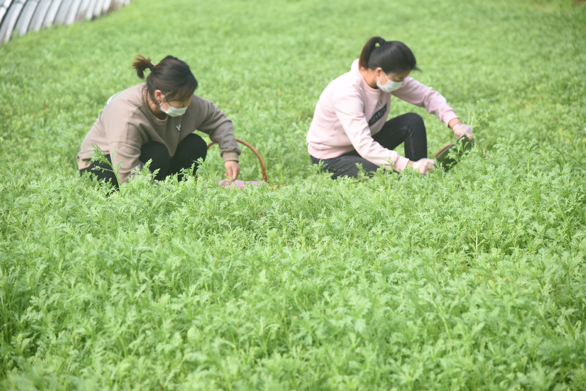 资料图。来源：视觉江苏网 张正友/摄