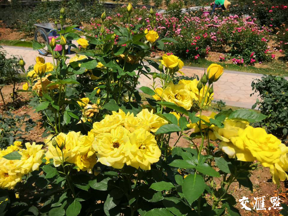 初夏时节南京中山植物园内花团锦簇