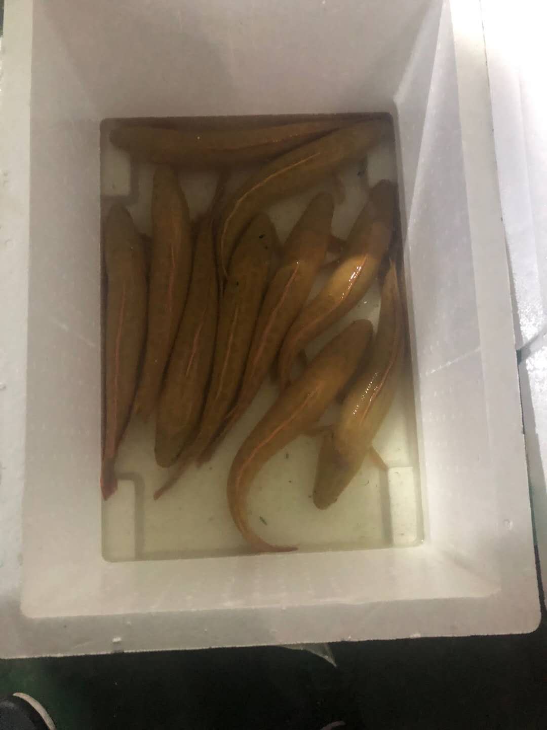 交汇点学习强国变异杂交金色乌鳢变身农民致富金娃娃