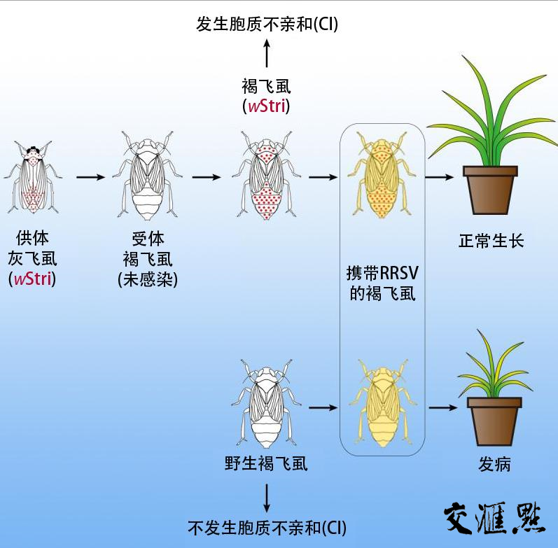 应用沃尔巴克共生细菌防治褐飞虱示意图