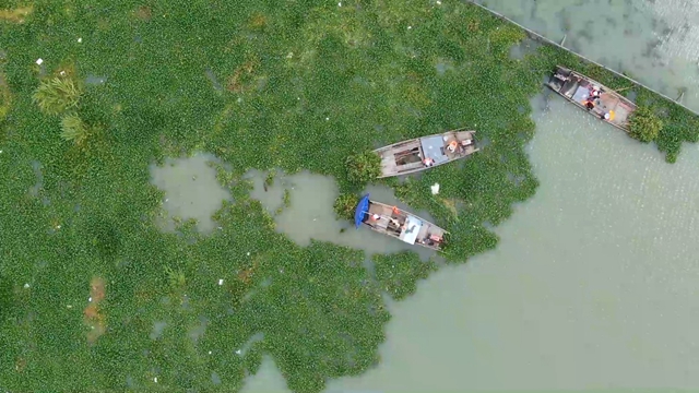 保洁队正打捞汾湖上的水葫芦（历史资料）