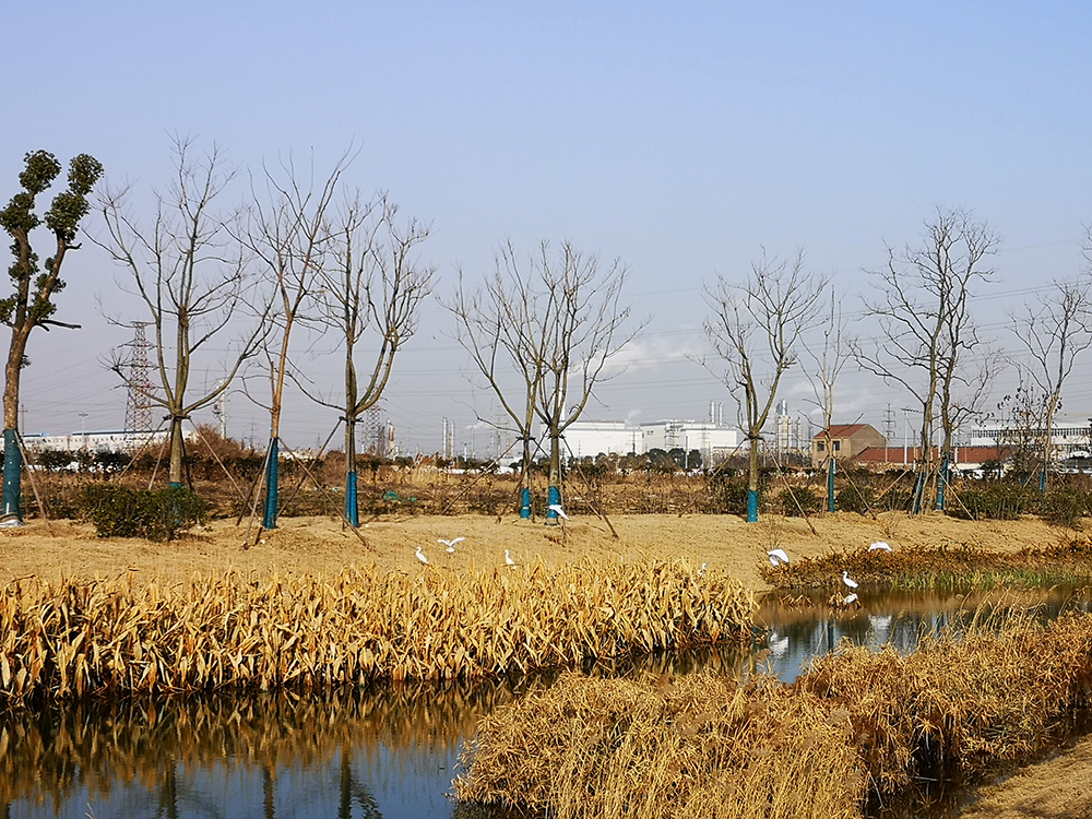 常州江边污水处理厂旁的人工湿地。 受访者供图