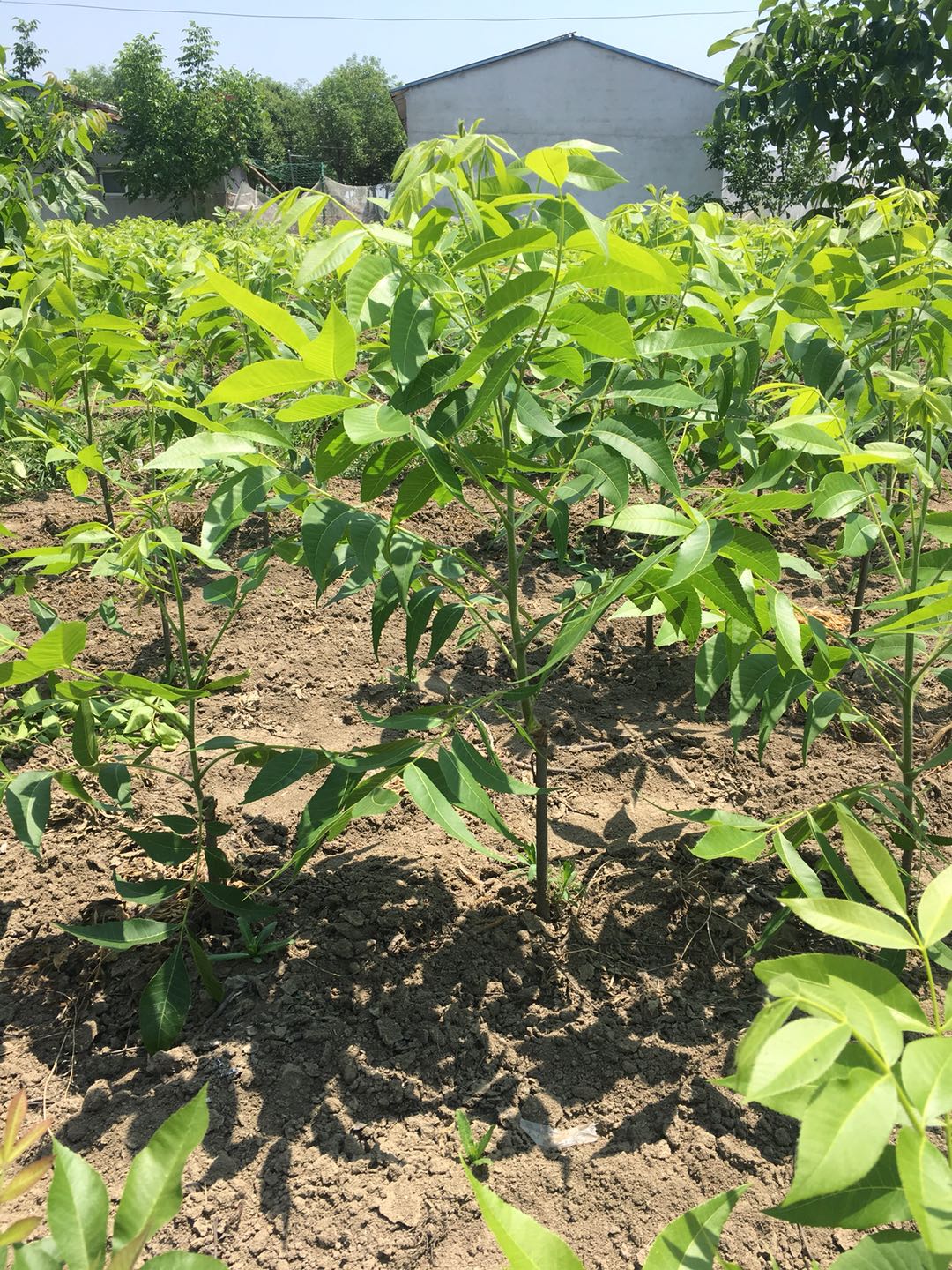 经过嫁接的碧根果苗. 周磊 摄