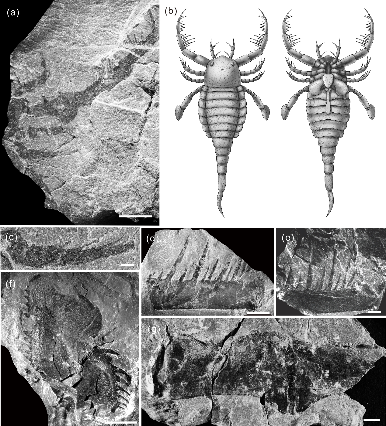 化石|中国首次发现4.3亿年前混翅鲎化石，体长1米还像蝎子