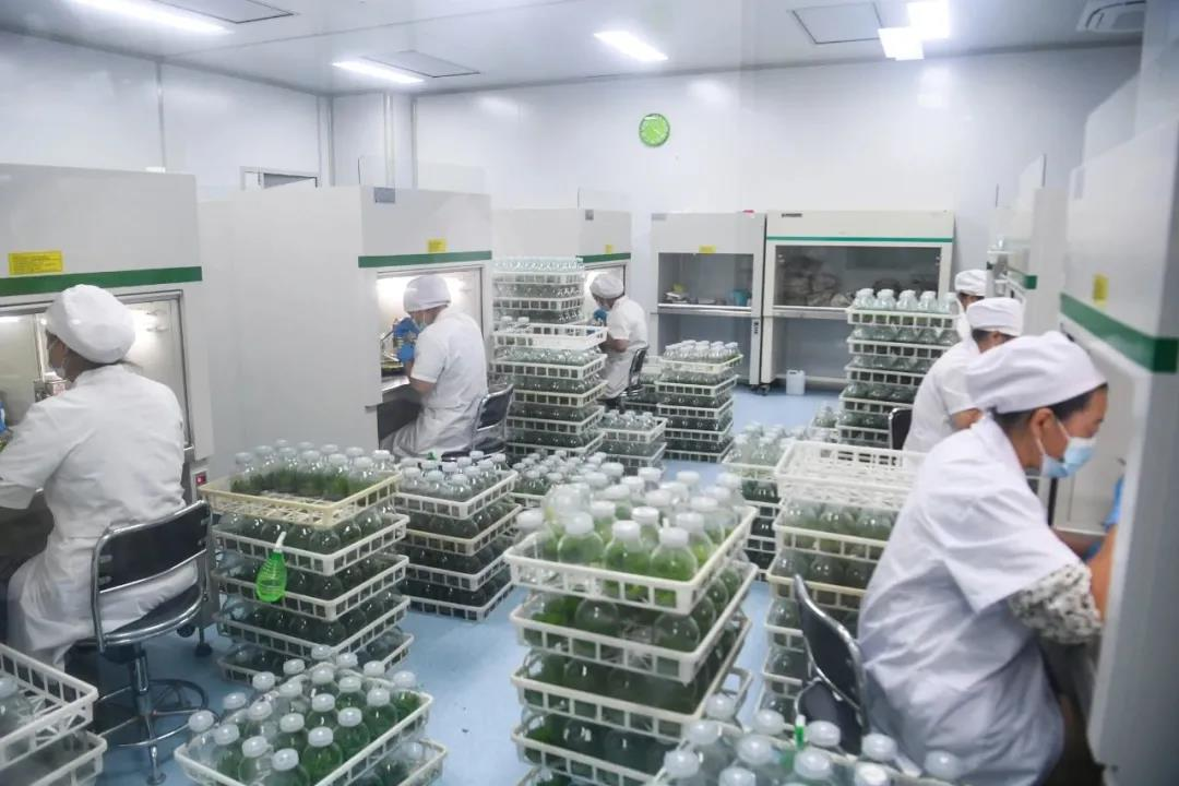 图为潘爱华在江苏云梯仙草生物科技有限公司铁皮石斛组培中心工作。
