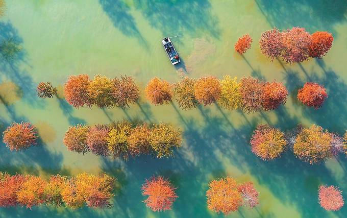 秋末冬初，泗洪县临淮镇水杉进入最佳观赏期，色彩斑斓，如诗如画。 张连华 摄