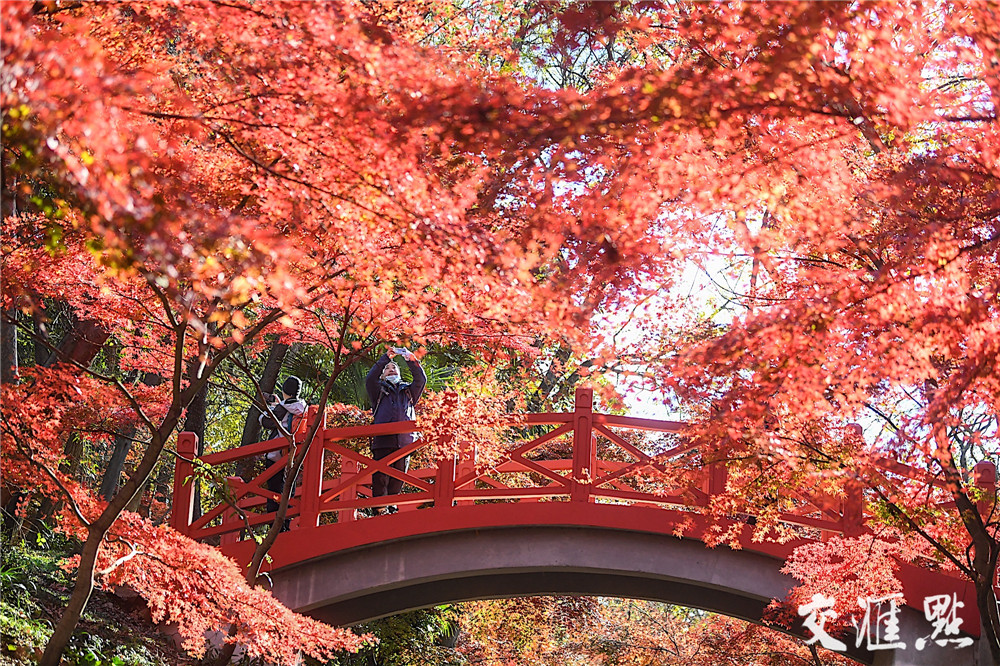新华日报 交汇点 美 枫 了 南京中山植物园红枫岗全线飘红