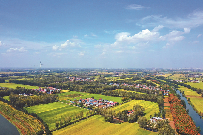 睢宁县官山镇，蓝天白云下的金黄色稻田与村庄相映成景。 洪星 摄 （视觉江苏网供图）