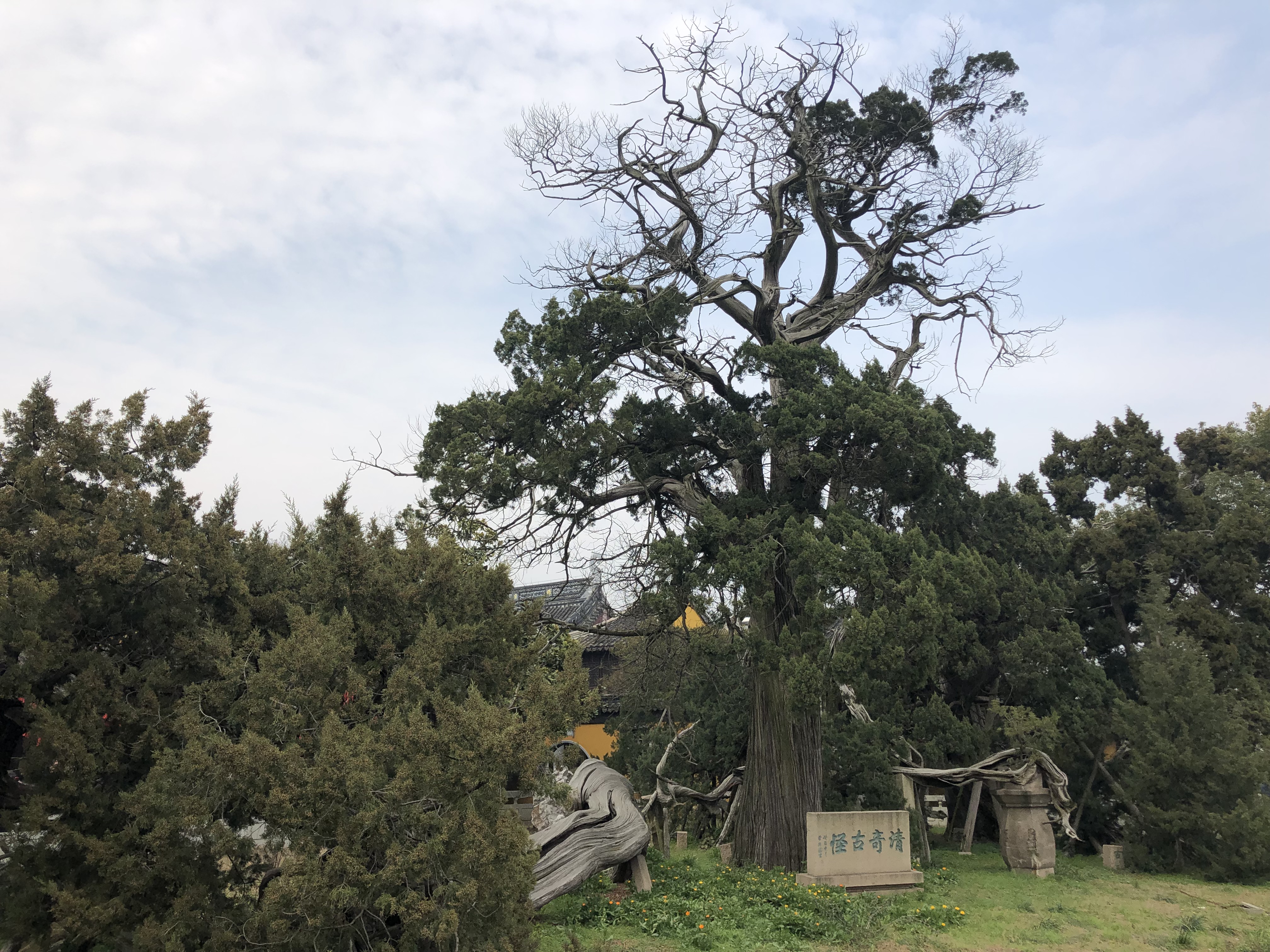 树龄最长2200岁,江苏认定十大"寿星树"