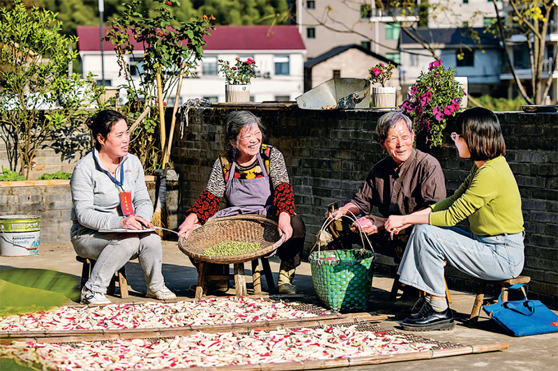 ͼΪ2022��10��31�գ��㽭ʡ�����д����ؼͼ���ɲ���ʯ����˫�����߷�ũ�����������ȡȺ��������飬�˽����������ʵ�����ɲ��������������� ����ͼƬ ë�·�/��