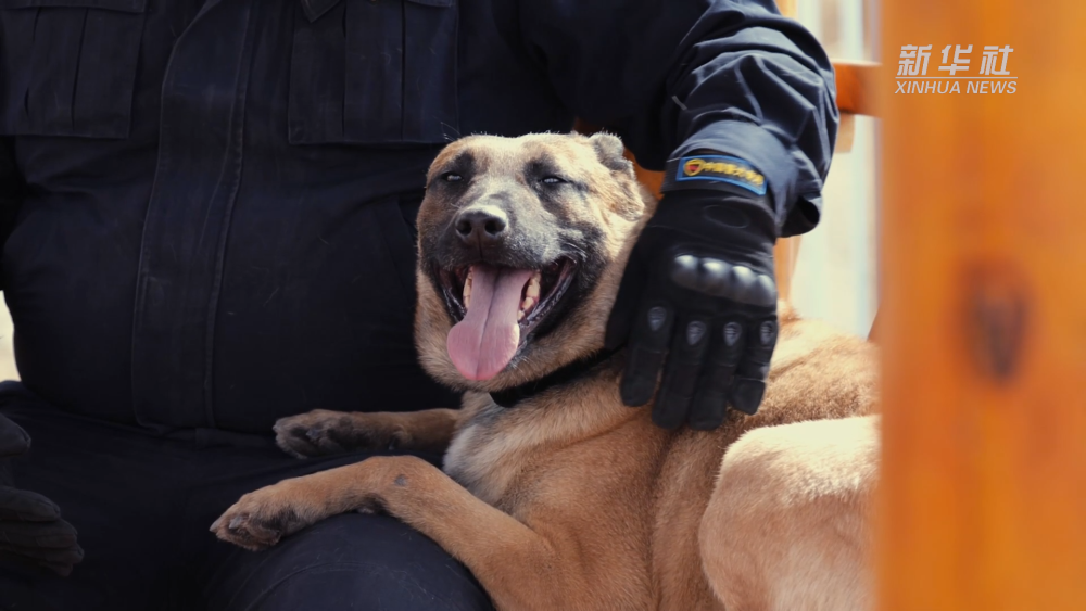 功勳犬來啦全能警犬黑豹