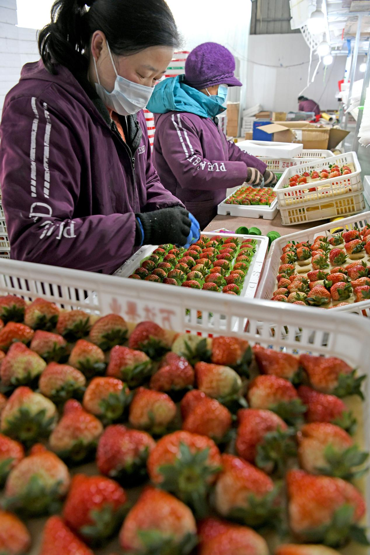 （安徽淮南：工人包装新鲜草莓销往长三角地区。视觉中国）