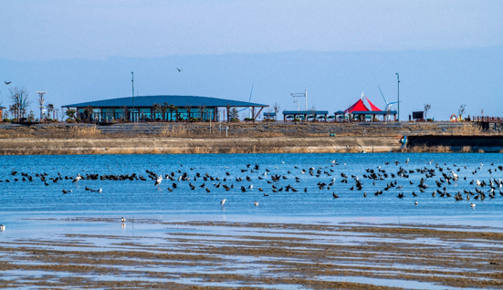 高潮位候鸟栖息地 孙家录 摄
