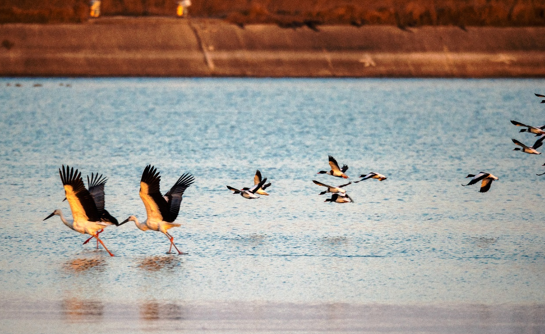 东方白鹳与翘鼻麻鸭飞翔 孙家录 摄