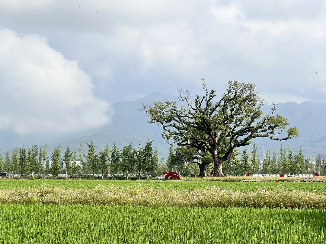 �㽭ʡ���ж����гǶ��ֵ��u¬�����԰��⡣���� ��