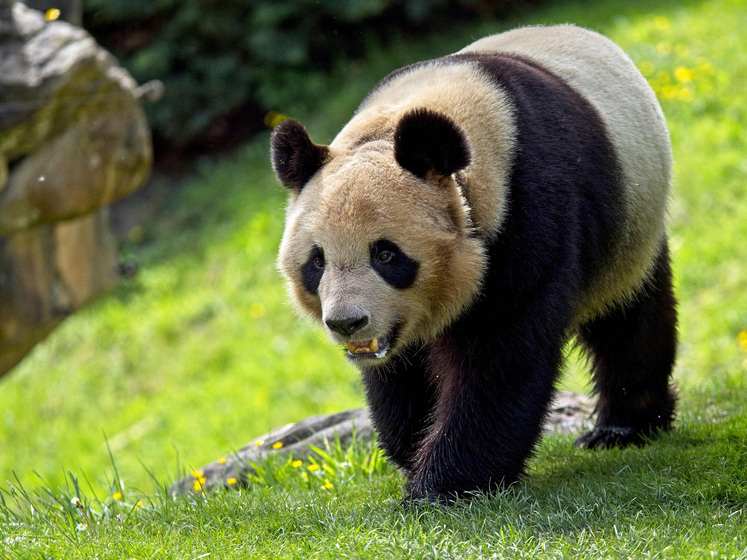 ����ʱ��2023��4��28�գ�����ʥ���᰺���߶�����԰����������Դ���èԲ�����Լ���Χ����ɢ���� �Ӿ��й� ͼ