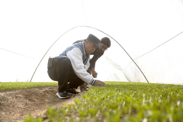 �ͻ�˹̹������ʡľ��̹���а�����������ֲ��Ŀ������������ڣ��й�ũҵר�Ҵ���ͻ�˹̹����Ա�鿴�����������������