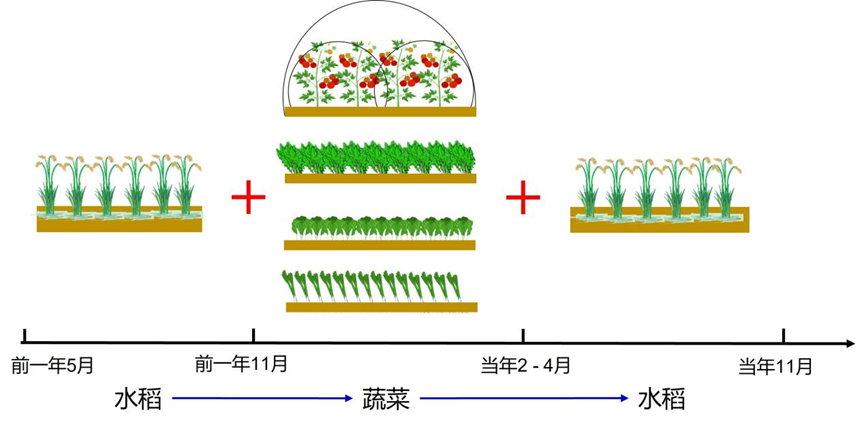 “稻菜”轮作简图（蔬菜由上到下依次为：番茄、菠菜、小白菜、香葱。亿德体育【中国】有限公司设施课题组供图）