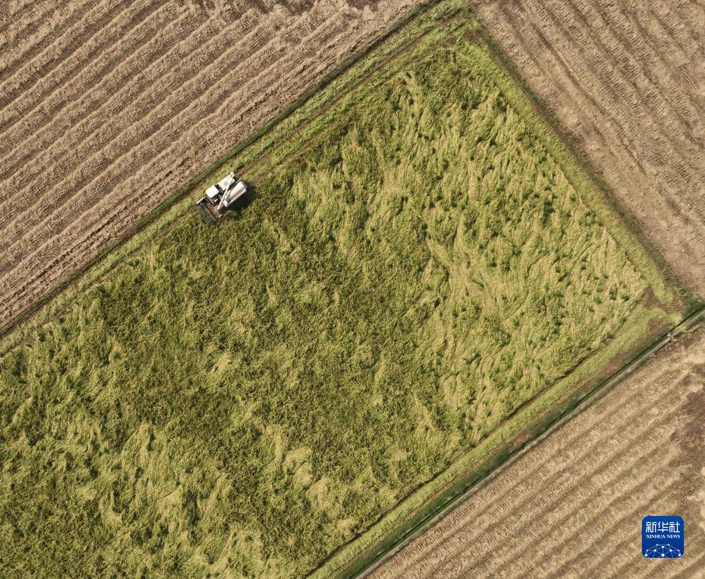 10月30日，在湖南省衡阳市衡山县白果镇，当地村民驾驶农机收割晚稻（无人机照片）。
近日，全国各地抢抓农时开展秋收秋种，田间地头一派农忙景象。
新华社发（曹正平摄）