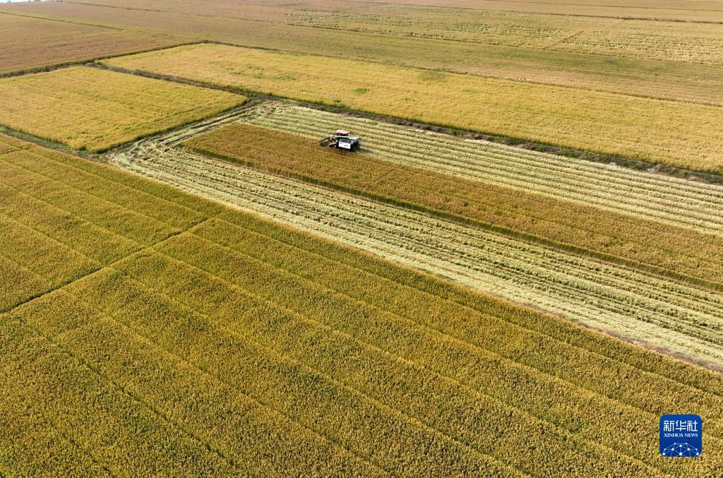 10月30日，在江苏省连云港市大新农场，收割机抢收耐盐碱水稻（无人机照片）。
近日，全国各地抢抓农时开展秋收秋种，田间地头一派农忙景象。
新华社发（王春摄）