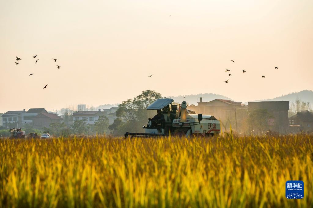 10月29日，在湖南省娄底市双峰县梓门桥镇八仙村，农民驾驶农机收割晚稻。
近日，全国各地抢抓农时开展秋收秋种，田间地头一派农忙景象。
新华社发（李建新摄）