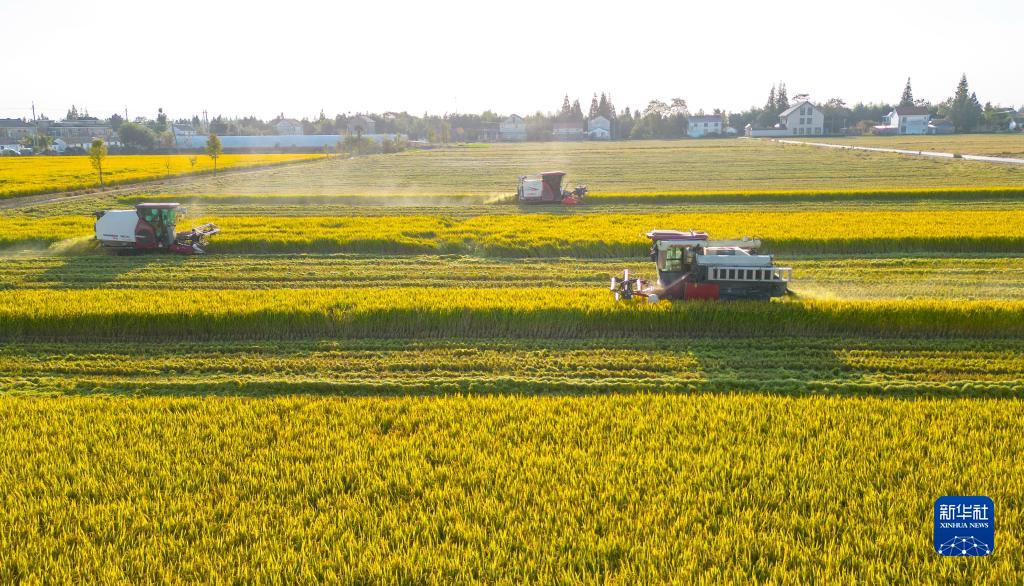 10月29日，江苏省海安市孙庄街道营溪村农民驾驶收割机收割水稻（无人机照片）。
近日，全国各地抢抓农时开展秋收秋种，田间地头一派农忙景象。
新华社发（翟慧勇摄）