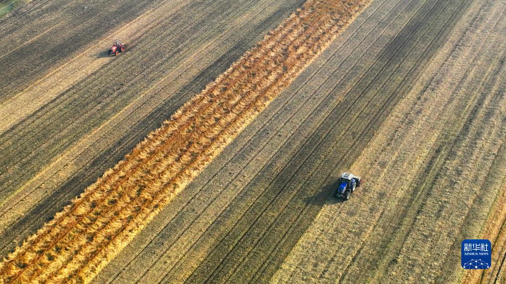 10月31日，江苏省连云港市东海县张湾乡河南村，村民在进行播种、开沟等作业（无人机照片）。
近日，全国各地抢抓农时开展秋收秋种，田间地头一派农忙景象。
新华社发（耿玉和摄）