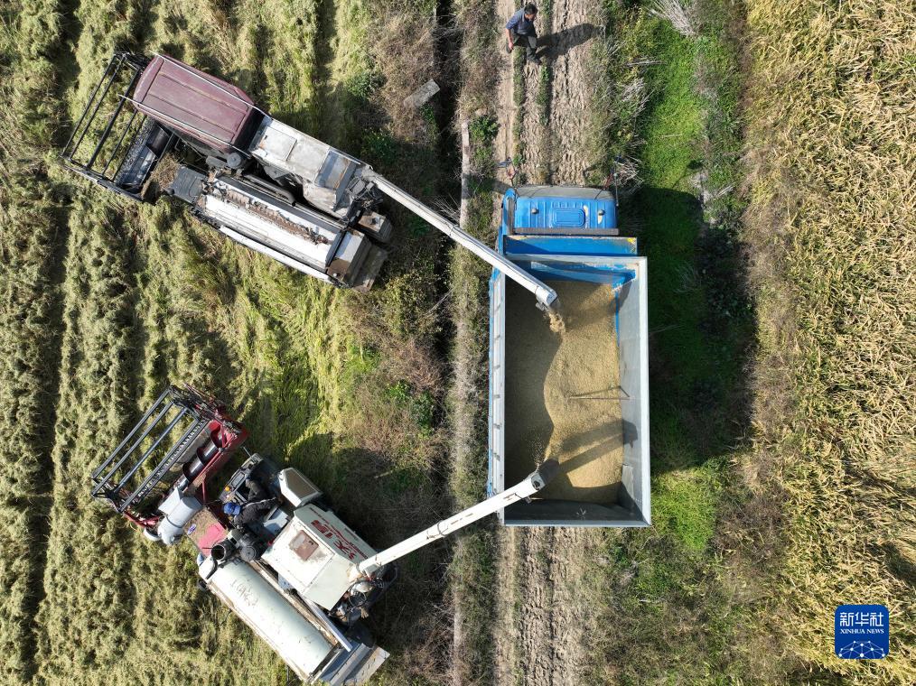 10月30日，江苏省扬州市邗江区槐泗镇，农民将收获的水稻装车（无人机照片）。
近日，全国各地抢抓农时开展秋收秋种，田间地头一派农忙景象。
新华社发（孟德龙摄）