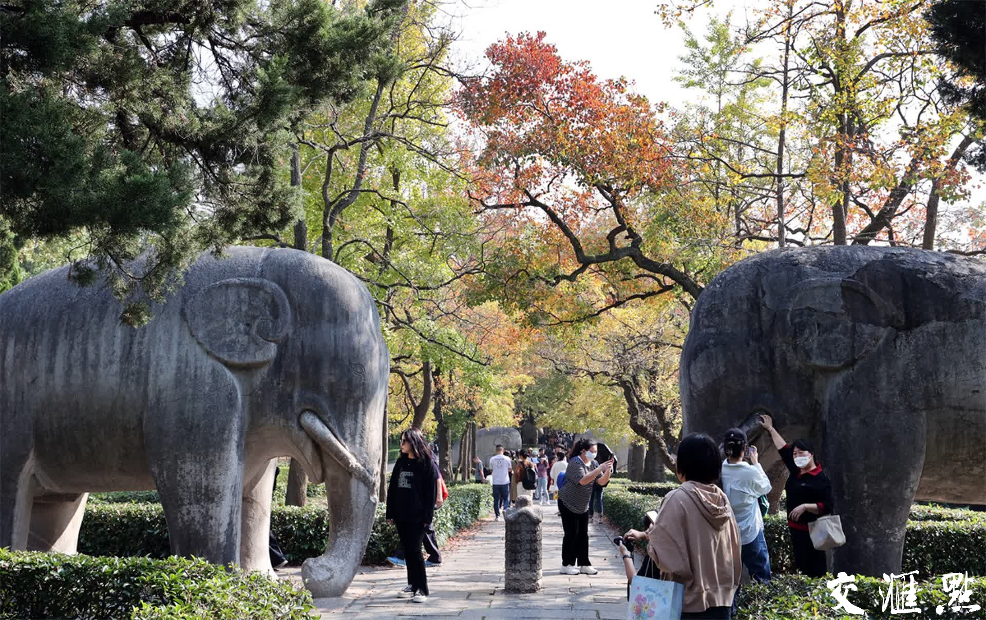 2023年11月3日，深秋的南京石象路“最美600米”斑斓上线，空中俯瞰、置身其中都宛若画卷，各色的树叶交织在一起，五彩斑斓，美不胜收！吸引众多游客前来打卡和欣赏。新华日报·交汇点记者 宋宁/摄