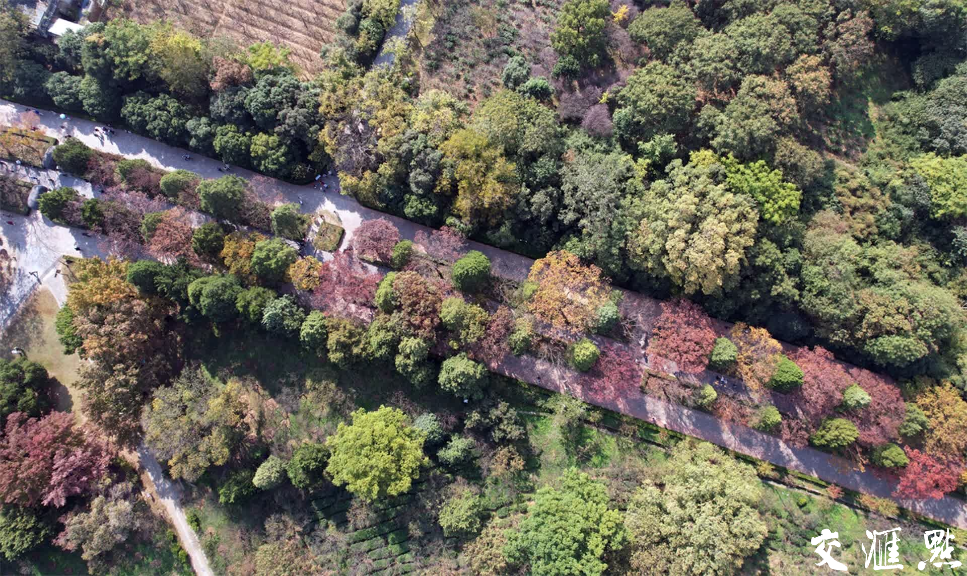 2023年11月3日，深秋的南京石象路“最美600米”斑斓上线，空中俯瞰、置身其中都宛若画卷，各色的树叶交织在一起，五彩斑斓，美不胜收！吸引众多游客前来打卡和欣赏。新华日报·交汇点记者 宋宁/摄