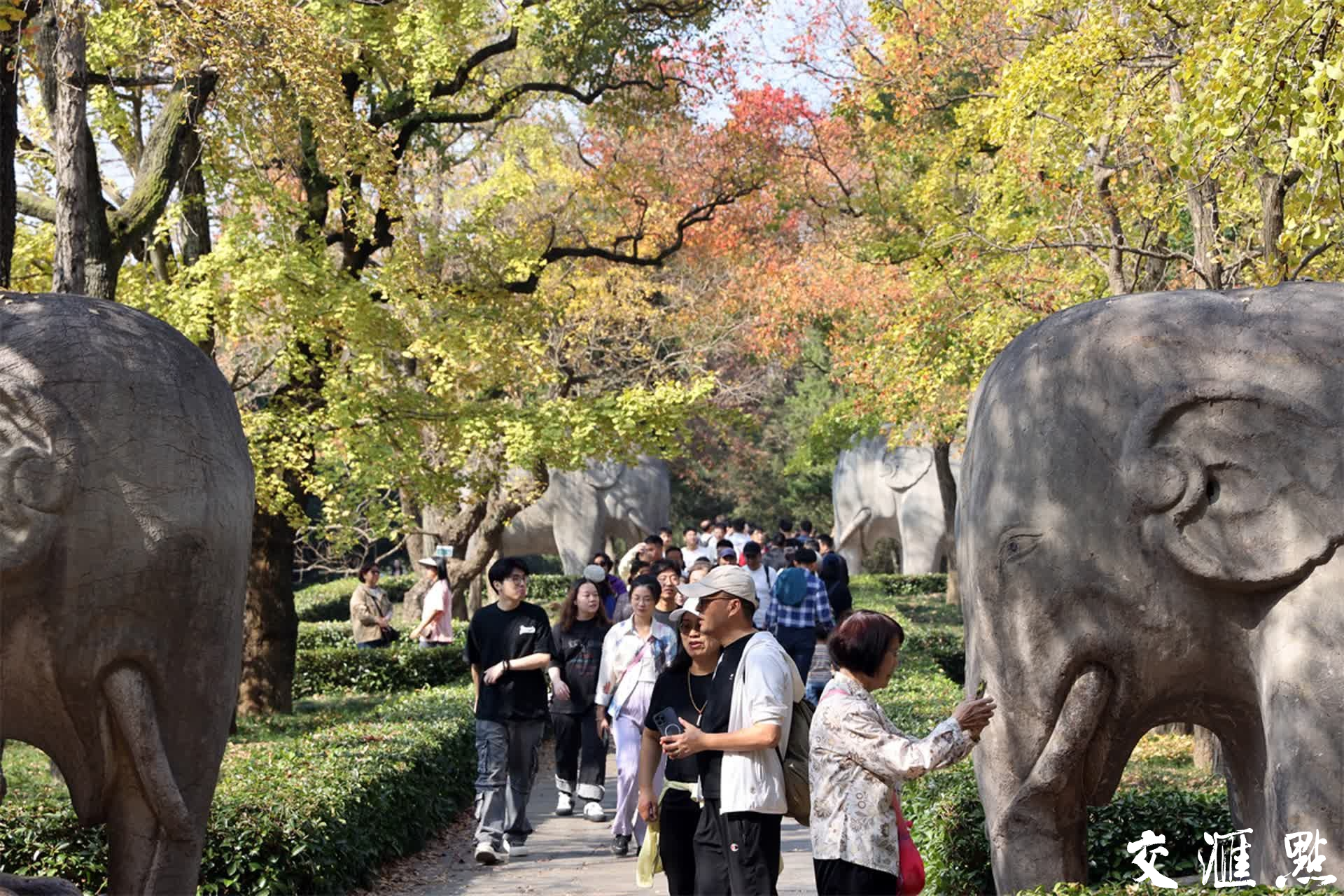 2023年11月3日，深秋的南京石象路“最美600米”斑斓上线，空中俯瞰、置身其中都宛若画卷，各色的树叶交织在一起，五彩斑斓，美不胜收！吸引众多游客前来打卡和欣赏。新华日报·交汇点记者 宋宁/摄