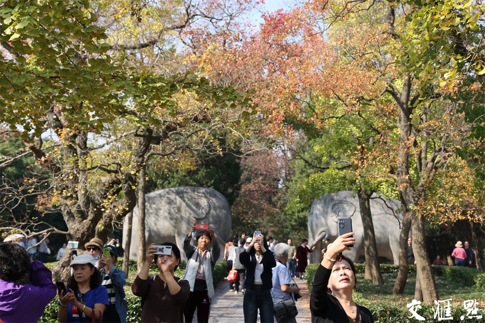 2023年11月3日，深秋的南京石象路“最美600米”斑斓上线，空中俯瞰、置身其中都宛若画卷，各色的树叶交织在一起，五彩斑斓，美不胜收！吸引众多游客前来打卡和欣赏。新华日报·交汇点记者 宋宁/摄