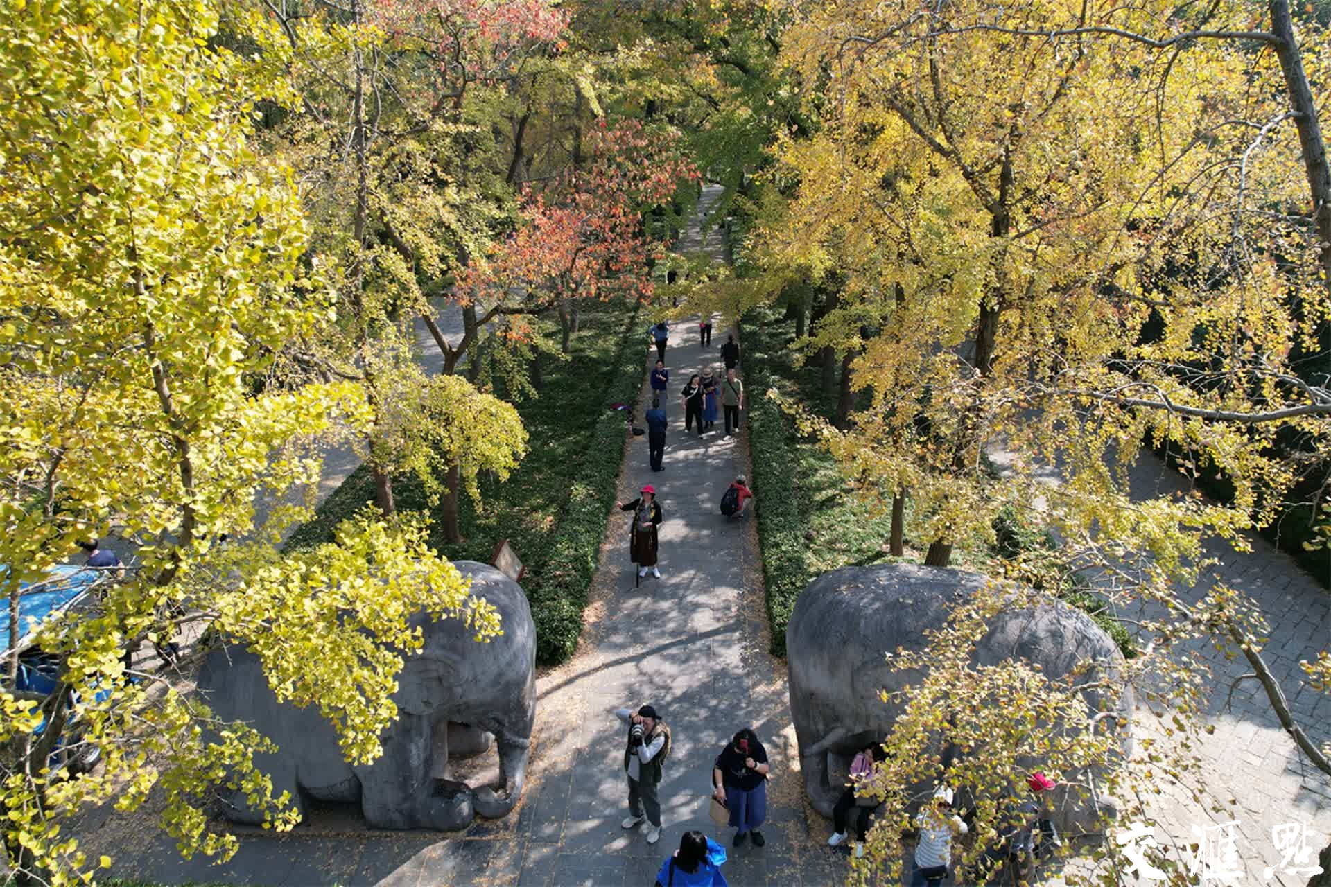 2023年11月3日，深秋的南京石象路“最美600米”斑斓上线，空中俯瞰、置身其中都宛若画卷，各色的树叶交织在一起，五彩斑斓，美不胜收！吸引众多游客前来打卡和欣赏。新华日报·交汇点记者 宋宁/摄